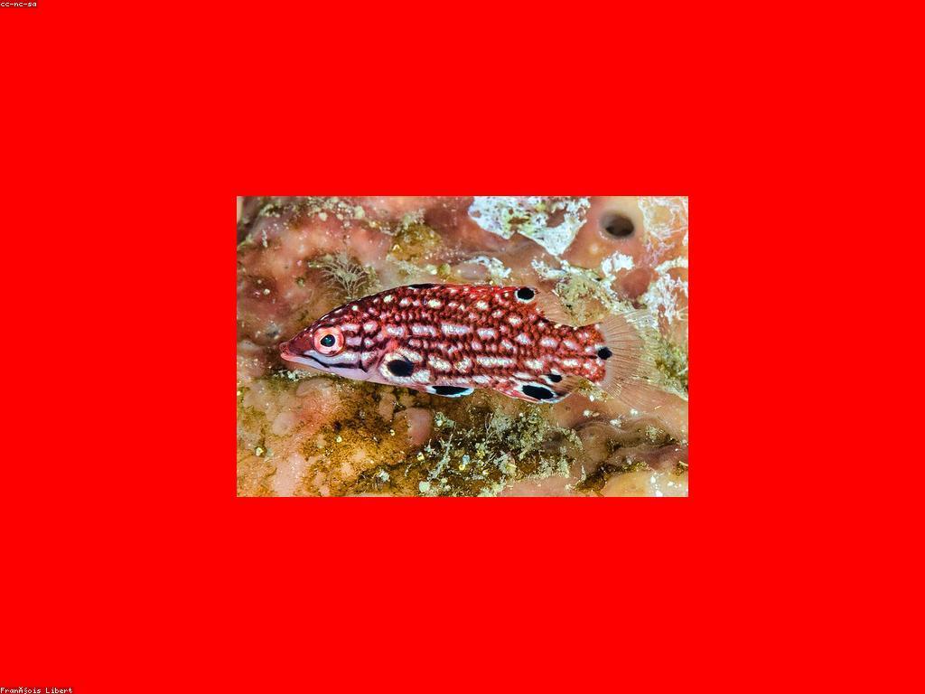 ឱកាសនិងអត្ថប្រយោជន៍នៃការរស់នៅយ៉ាងអន្ដហប្រយោជន៍